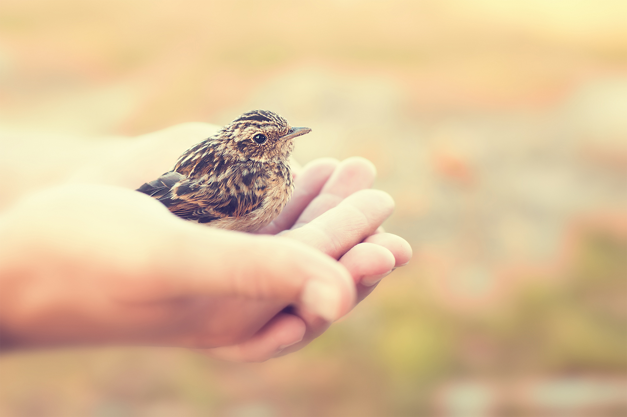 A bird in the hand is worth two in the bush