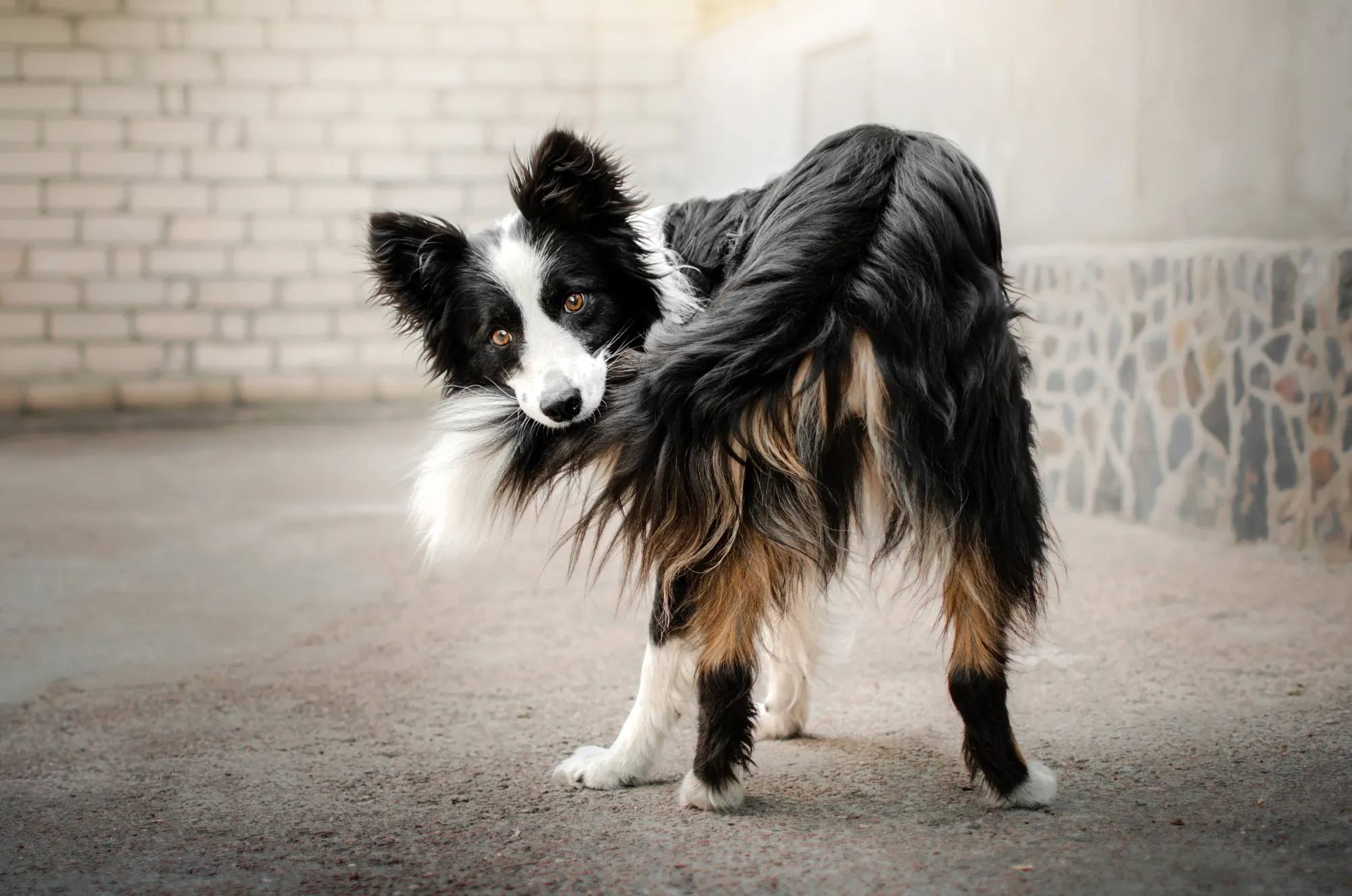 The Tail that Wags the Dog